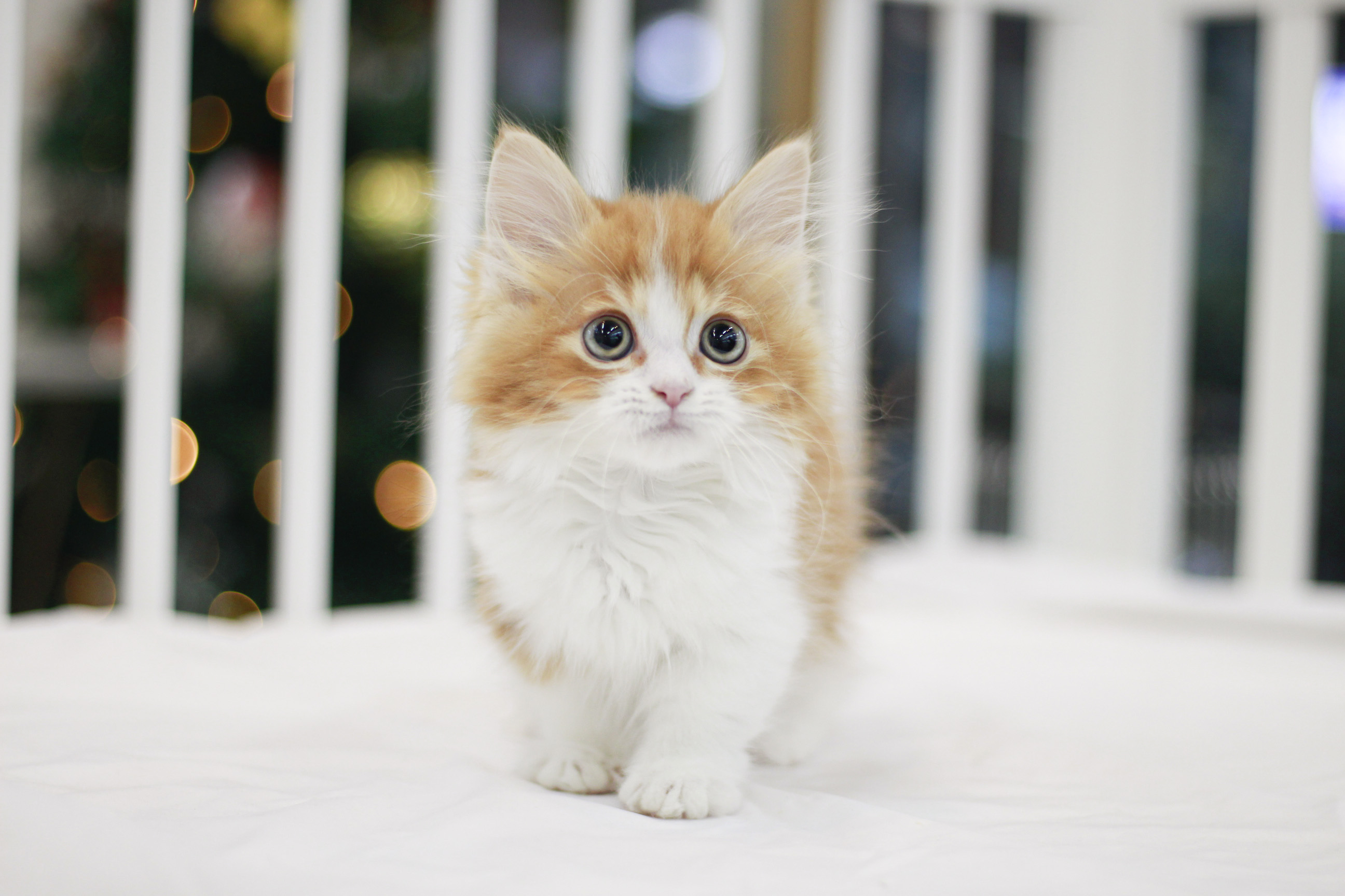 먼치킨고양이3 (7).JPG