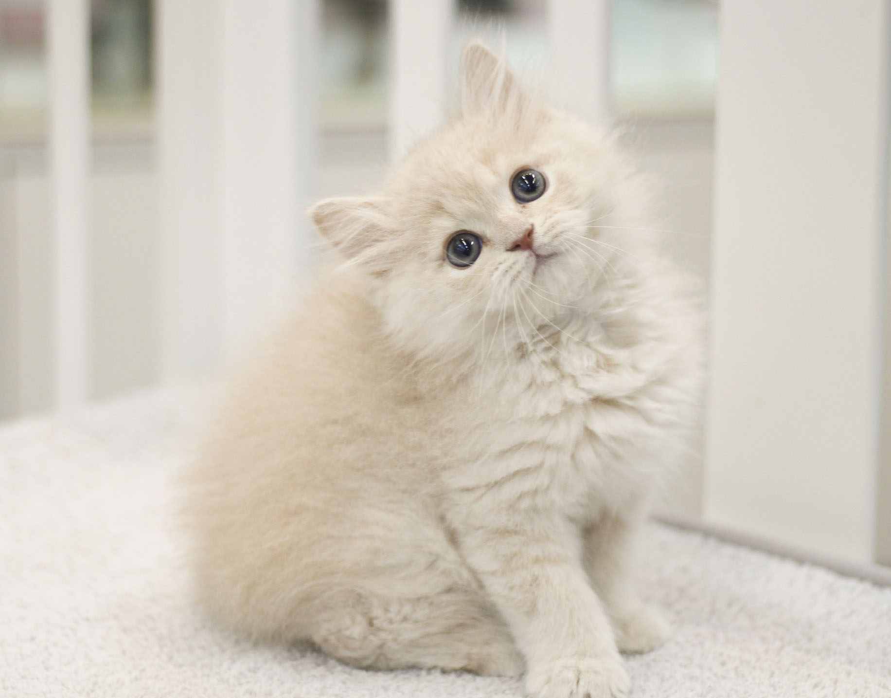페르시안고양이 (2).JPG