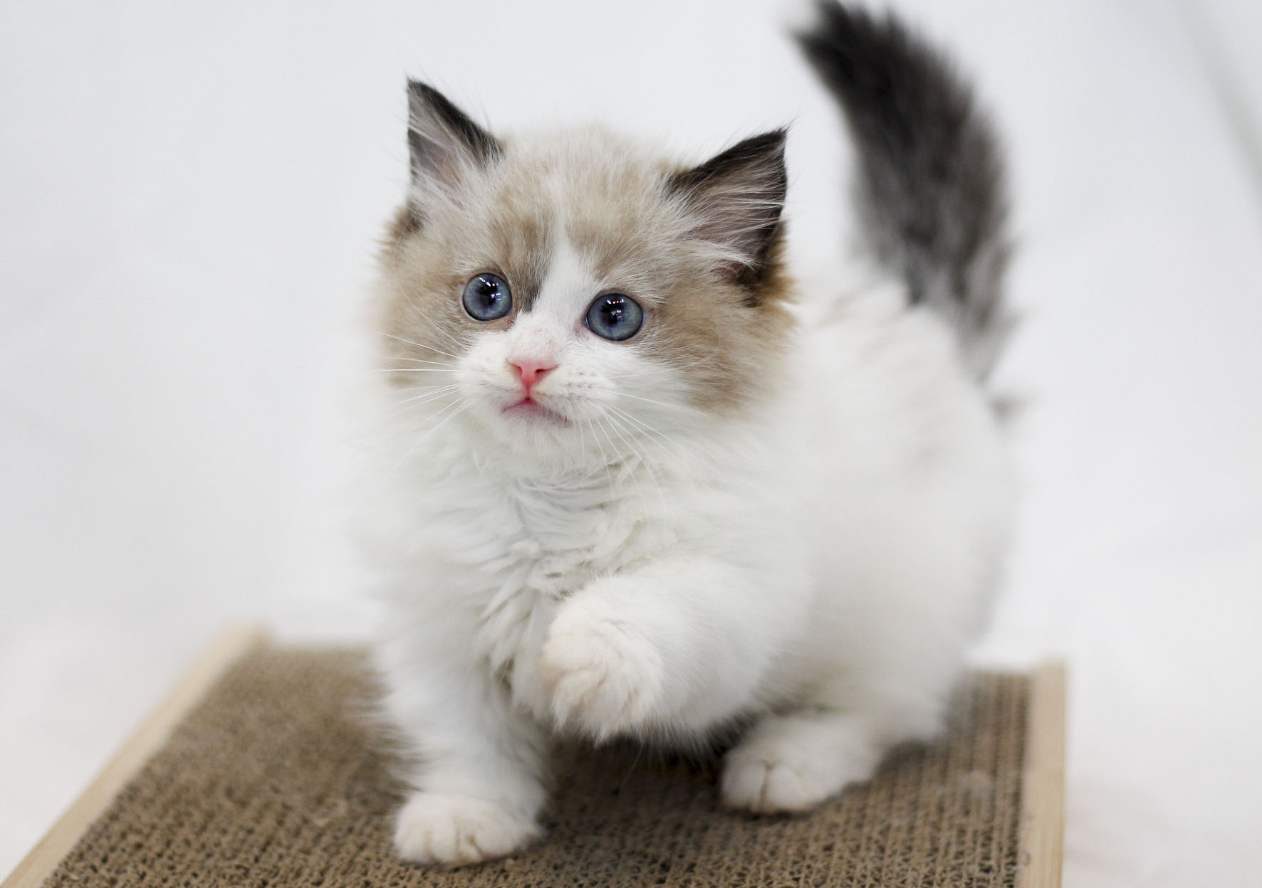 래가퍼고양이 (3).jpg