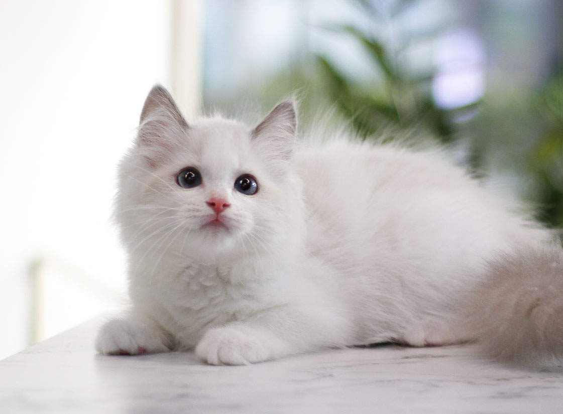 렉돌고양이 (1).jpg