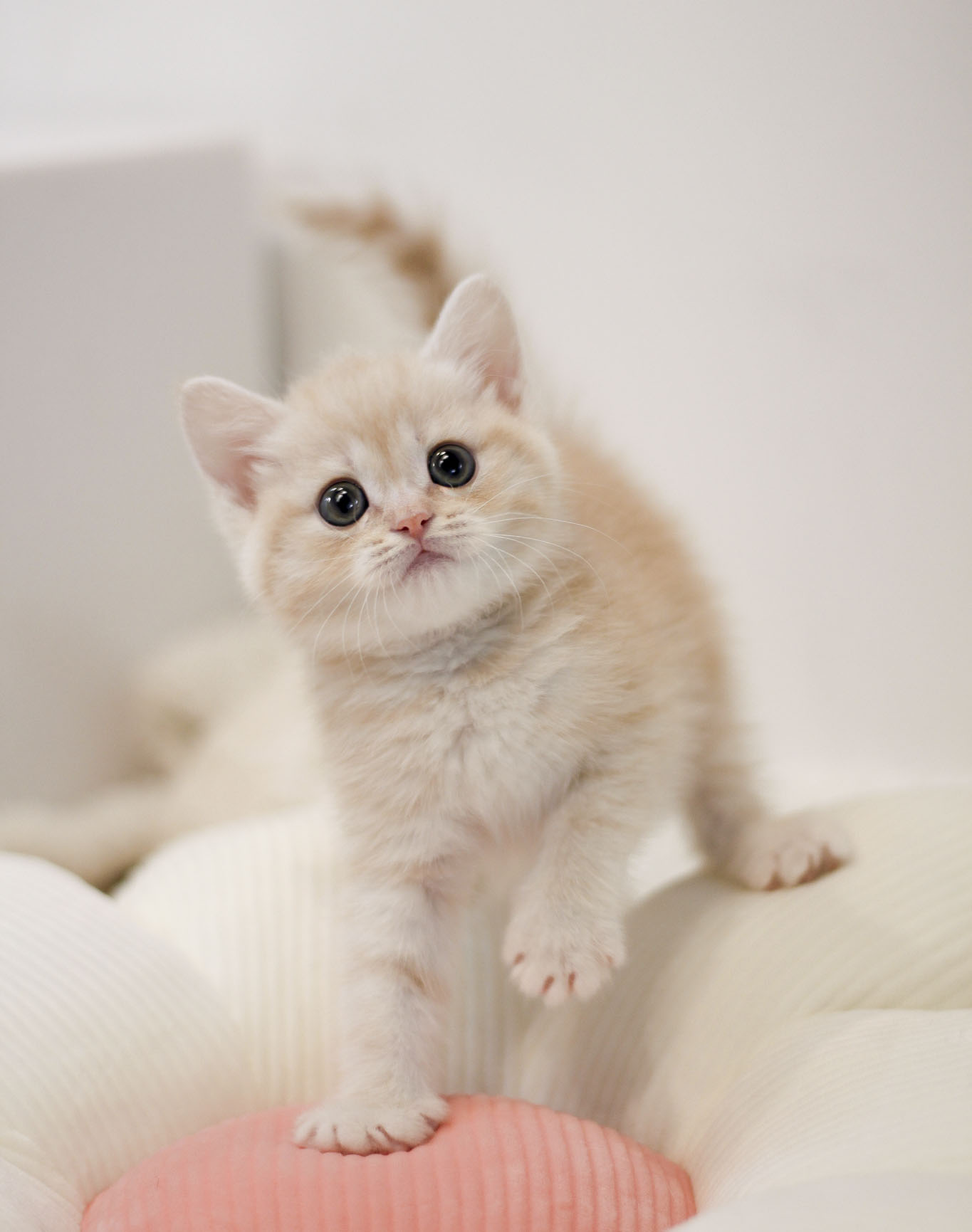 브리티시숏헤어고양이1 (12).jpg