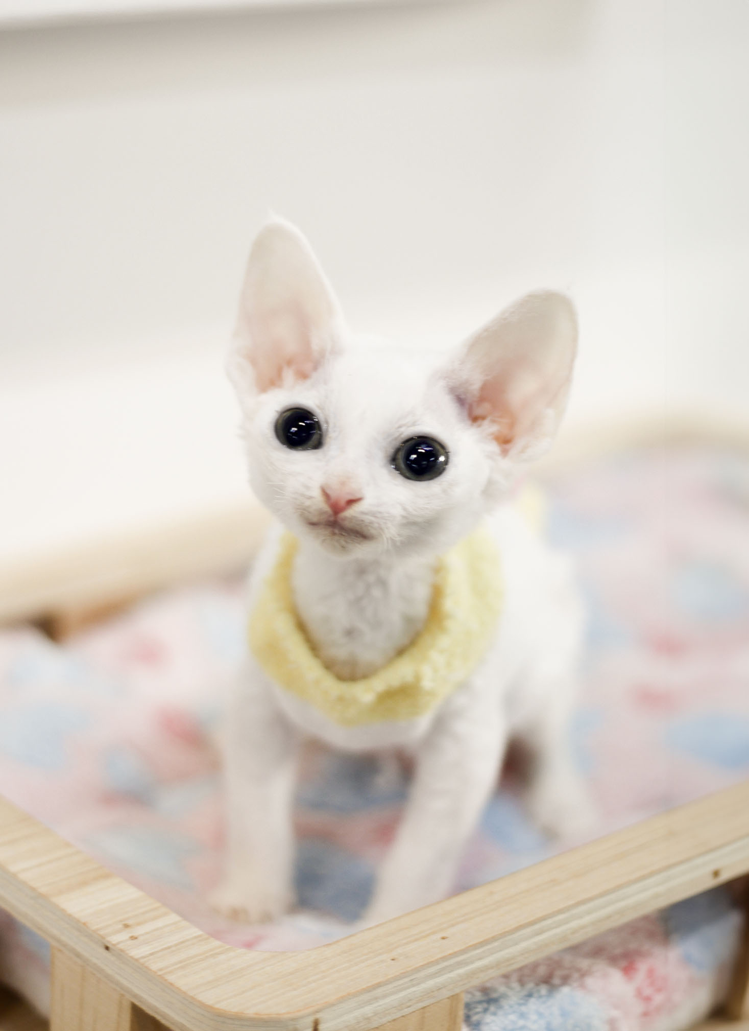 KakaoTalk_20240525_195444203.png