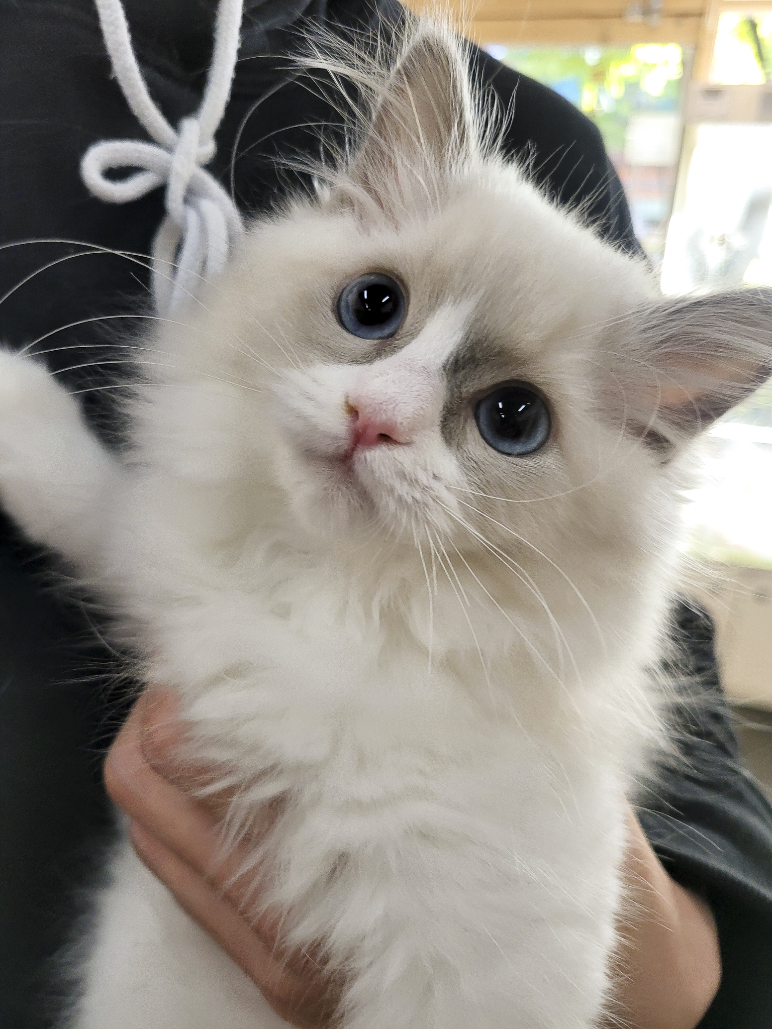 랙돌고양이_분양후기_250510.jpg