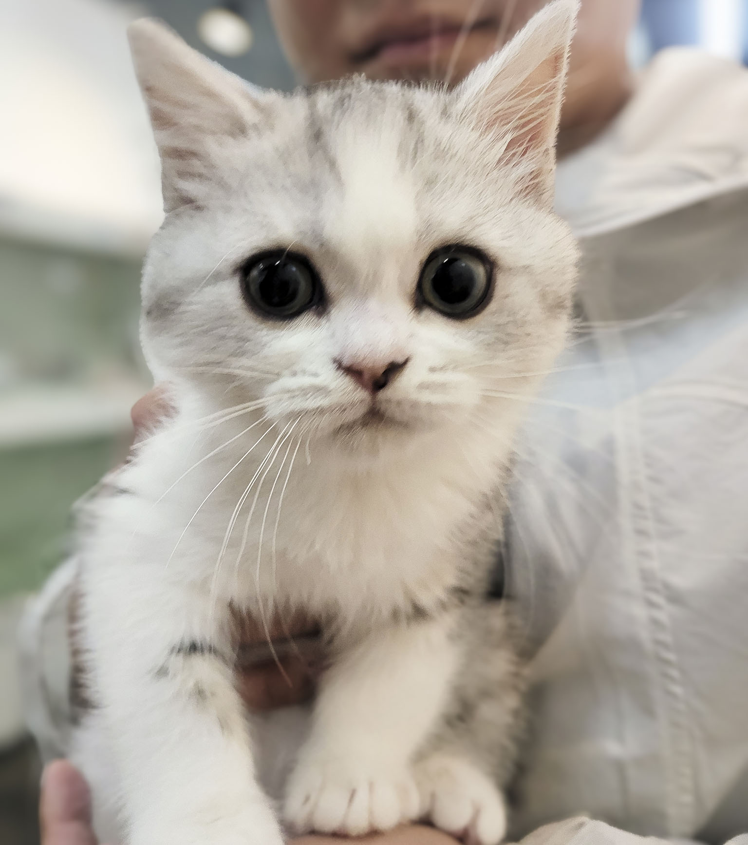 브리티쉬숏헤어분양_후기250510.jpg